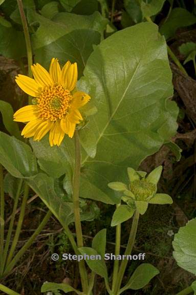 balsamorhiza deltoidea 1 graphic